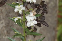 Angelonia salicariifolia
